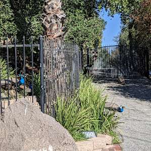 There are many, many wild peacocks in the neighborhood. So cool!!