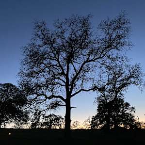 Sunset behind the trees