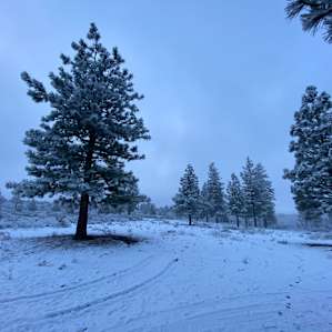 The snowing mornings