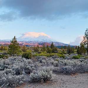 Shasta Juniper High Desert