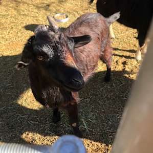 Verde Goat y, Cheese, and Arts - RV