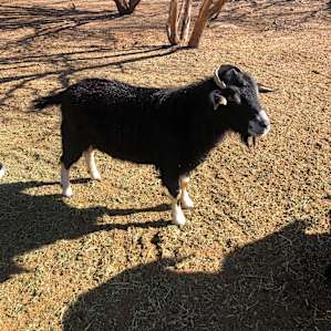 Goats (in a pen but let our son in to feed them)