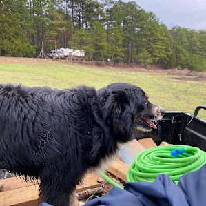 Punchy the Farm Dog