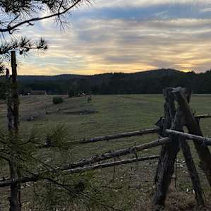 Horses at sunset