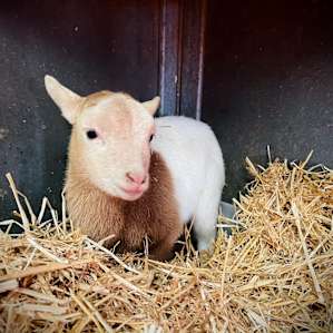 Sweet little lamb!!