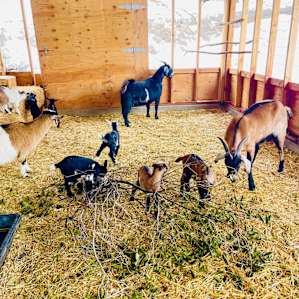 So much goat cuteness!