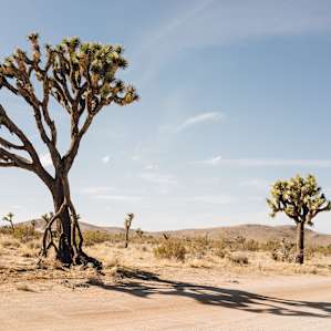 Beautiful big Joshua Tree on the road to the camp