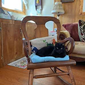 My cat felt right at home!