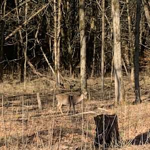 Mammoth Cave Campground