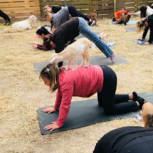 Goat yoga!!!