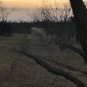 The cow was headed home. It bypassed our site.