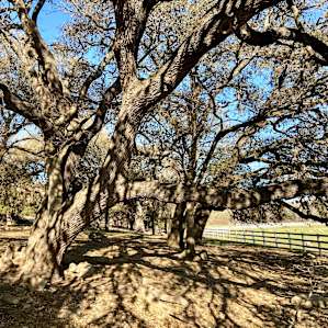 lovely trees everywhere