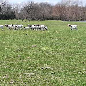 Goats running away. Very illusive. Lol