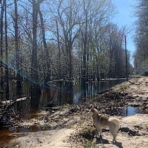 Edisto Riverbank on the property
