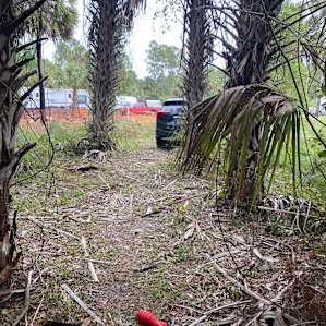swamp cabbage, pine trees