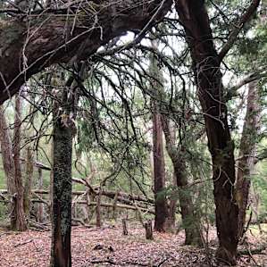 "Kangaroo" Private Treed Campsite