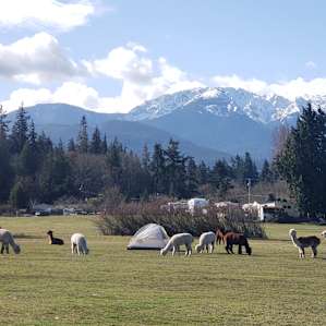 Olympic Peninsula Alpaca CAMP