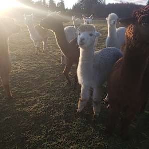 Olympic Peninsula Alpaca CAMP