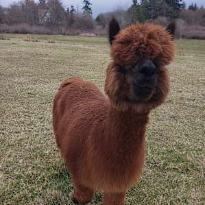 Olympic Peninsula Alpaca CAMP