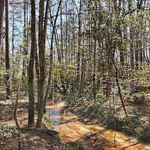 The forest near our spot