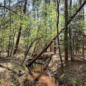 The forest