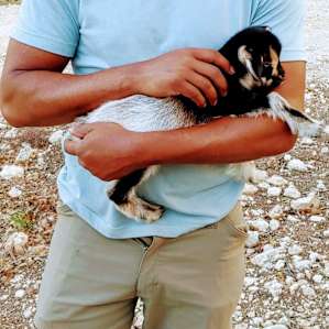 Holding a 4 DAY old baby goat!