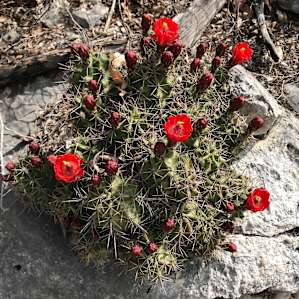 Claret cup cactus