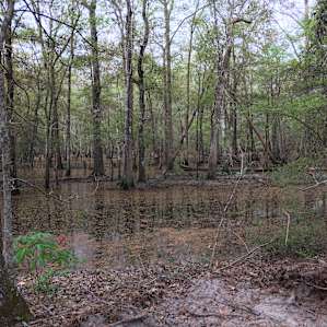 Swamp Castle Campground- Primitive