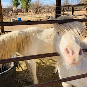 Cute ponies