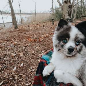 Dog enjoying the cozy trip