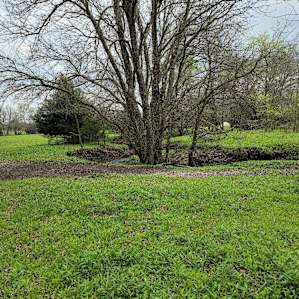 Sleep Under the Pecan Trees