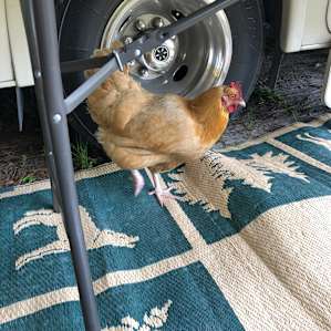 The Blue Heron — Camper/RV Hookups