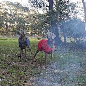 Grass Tree Bush Camp