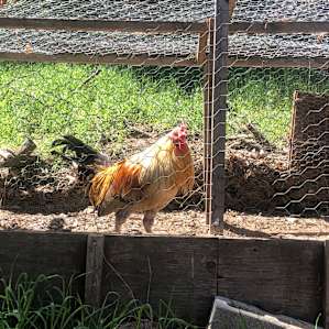 Robin the Rooster