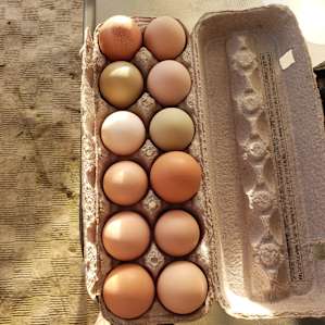Stobo Farm eggs!