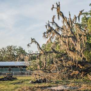 There's a stunning live oak that died, but left this incredible spanish-moss covered remnant