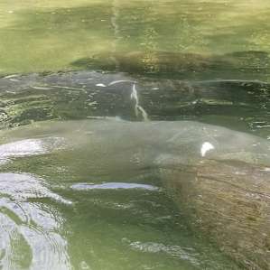 If you are a kayaker then rent kayaks at the Weeki Wachee Marina and paddle up the river before floating back down