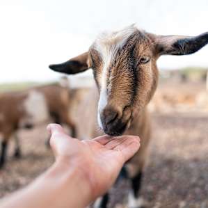 There are two of the friendliest dwarf goats that roam the property.