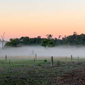 Magical misty morning