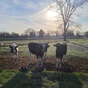 Overnight Farm Camp