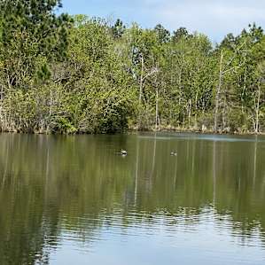 Turtles in the front pond.