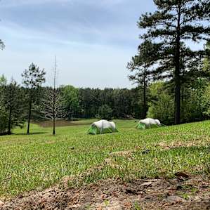 Divine Mercy Tent + Family Camping