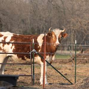 The Hitching Post