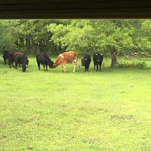 Photo taken when we first arrived. Cows left us along the entire w