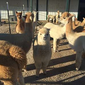 Alpacas are sooo cute!