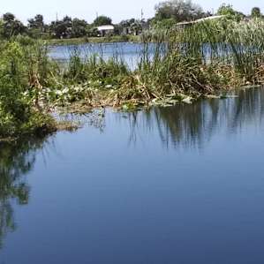 Lake with lily pads