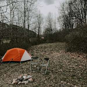 Pine forest or field camping