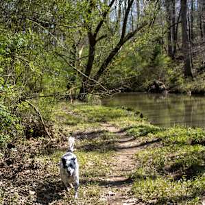 my dog Lowkey enjoying the walk