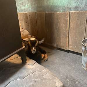 Mariaville Goat Farm Yurt