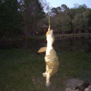 National forest on Lake Conroe